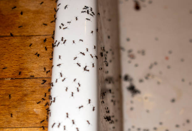 Best Ant Control Services  in Leonville, LA