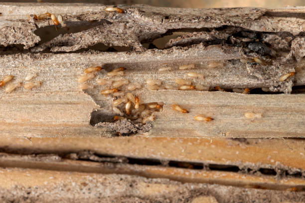 Best Cockroach Control Services  in Leonville, LA